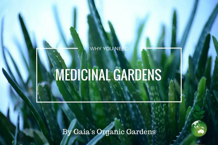 Why you need Medicinal Gardens