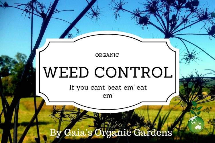 Organic Weed Control