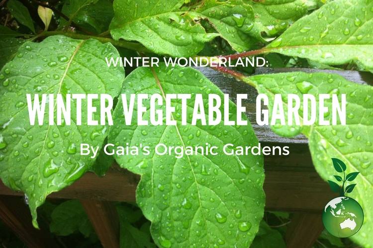 Winter Wonderland: Winter Vegetable Garden