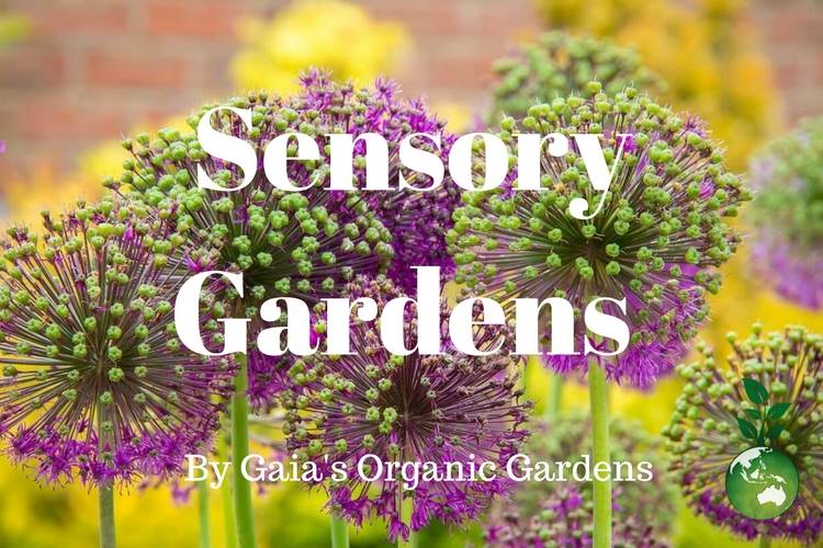 Sensory Gardens