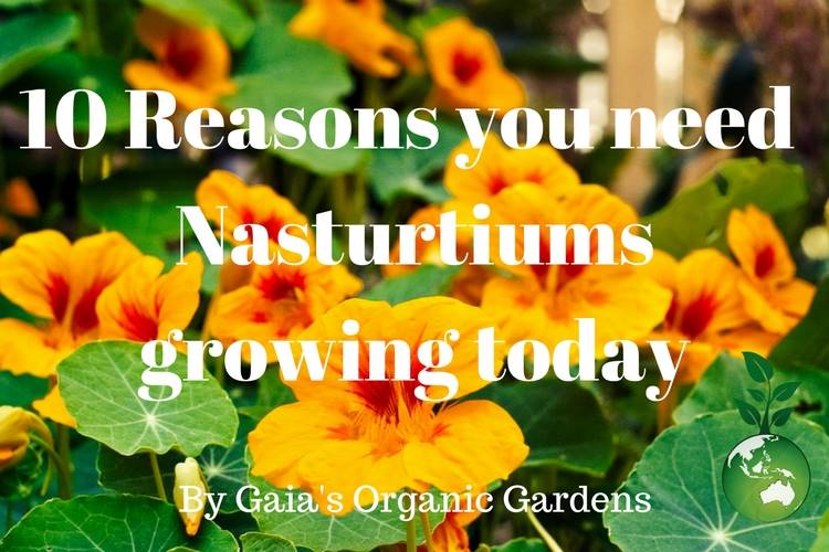 10 Reasons you need Nasturtiums Growing today