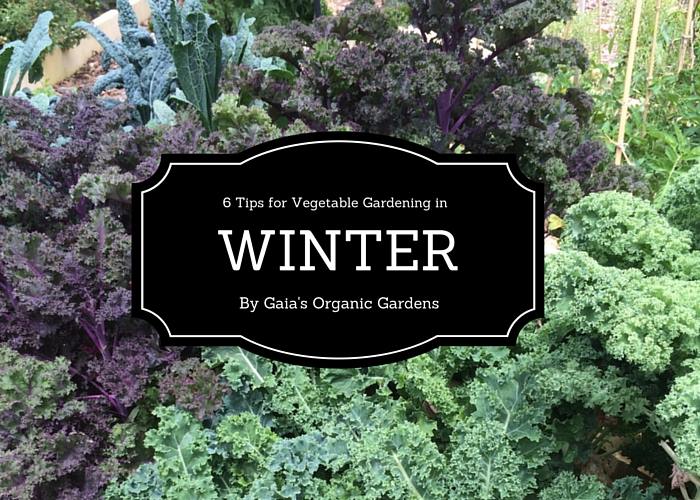 Make your Winter wonderland flourish, with minimal effort