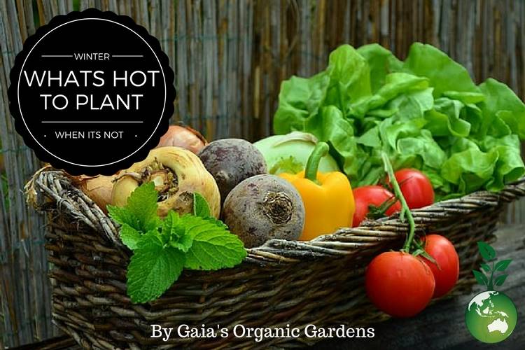 What’s hot to plant when it’s not, my Top 10 Winter Vegetable Favourites.