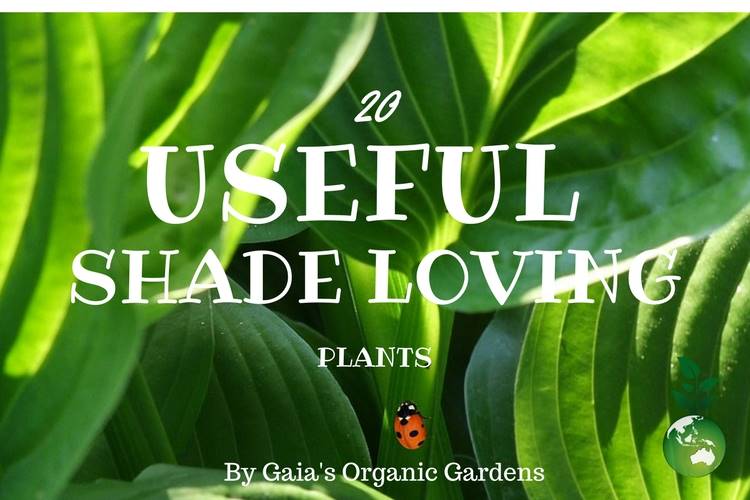 20 Useful Shade Loving Plants