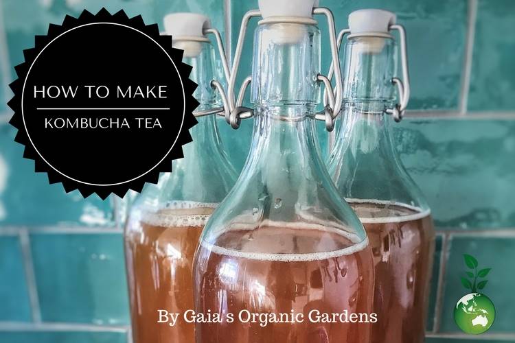 How to Make Your Own Kombucha Tea