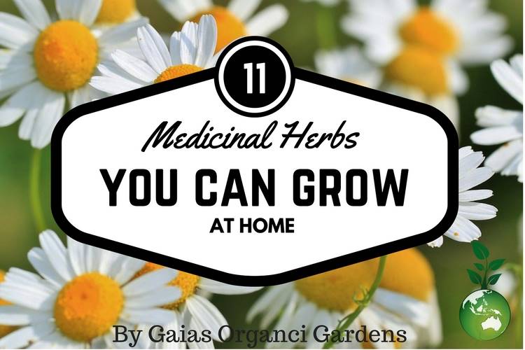 11 Medicinal Herbs You Can Grow At Home