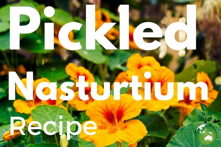 Pickled Nasturtium Recipe