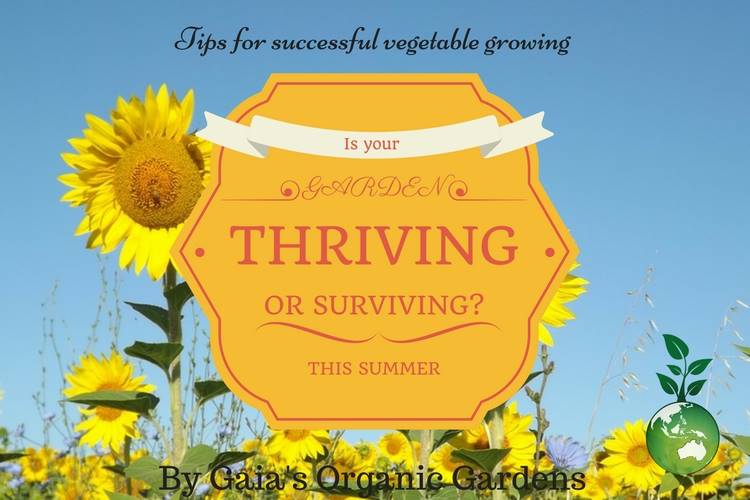 Is your garden thriving or just surviving this summer?