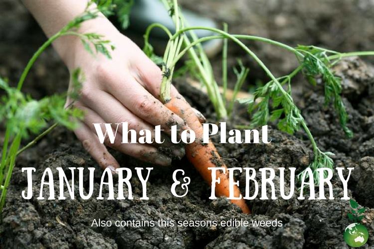 January/ February Planting List
