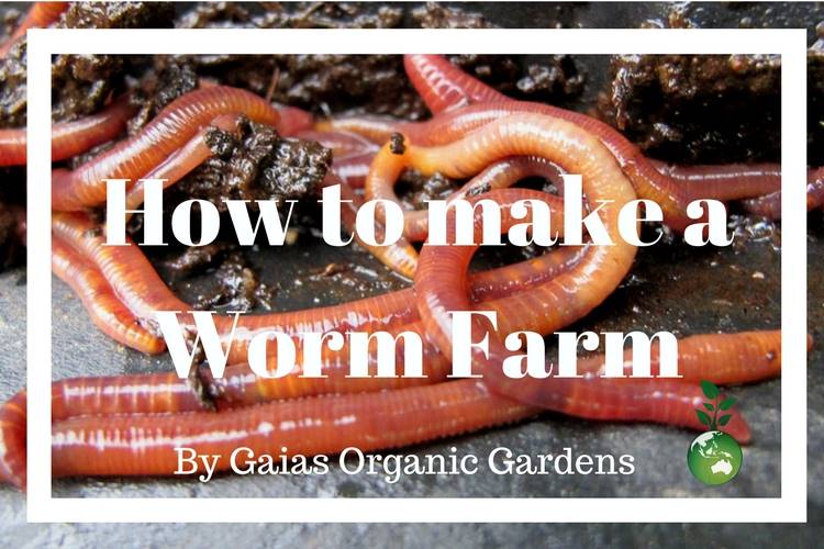How to make a Worm Farm
