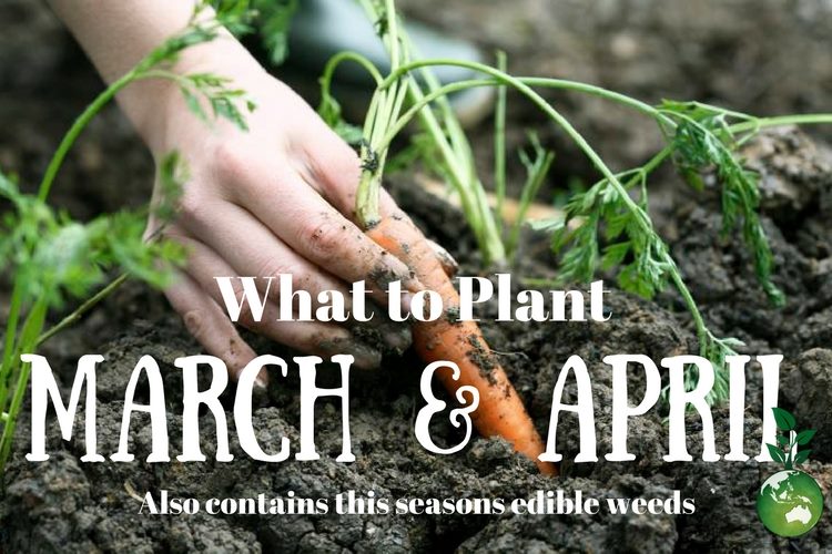 What to Plant March & April…. And some edible weeds.