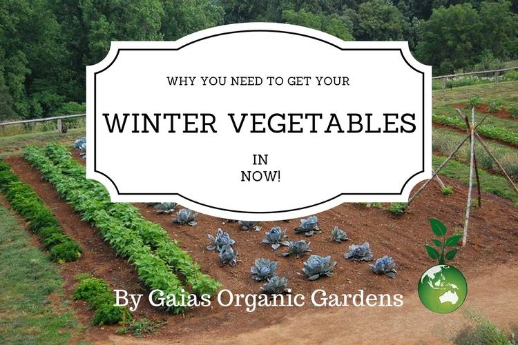 Why you need to get your winter vegetables in NOW!
