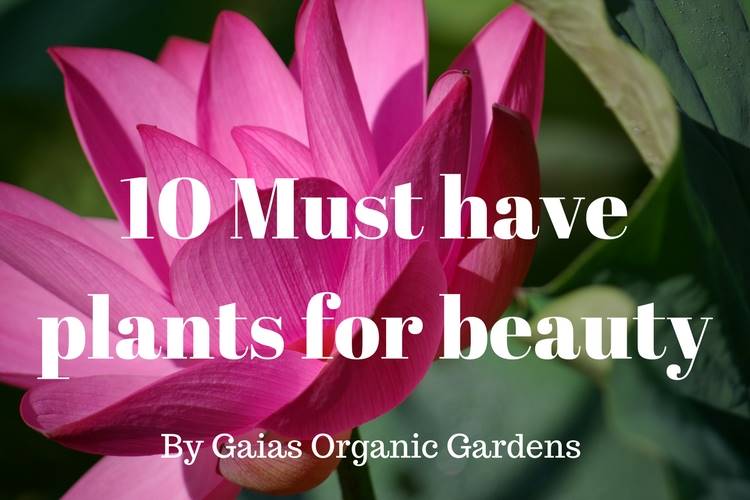 10 Plants For Your Beauty Regime