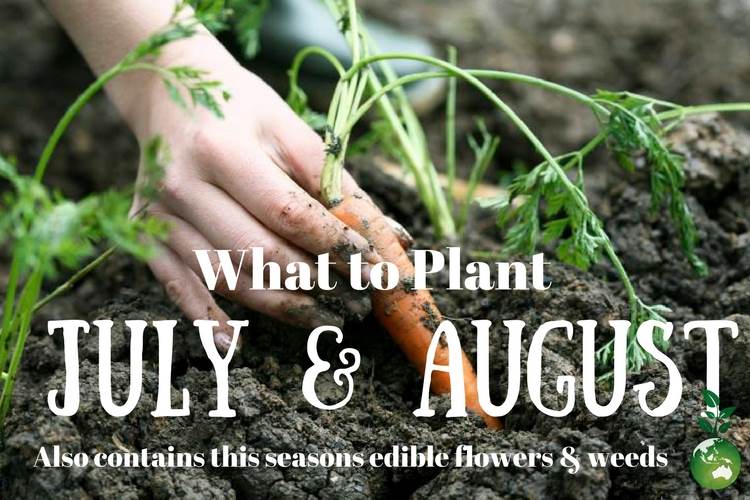 What to Plant in July & August