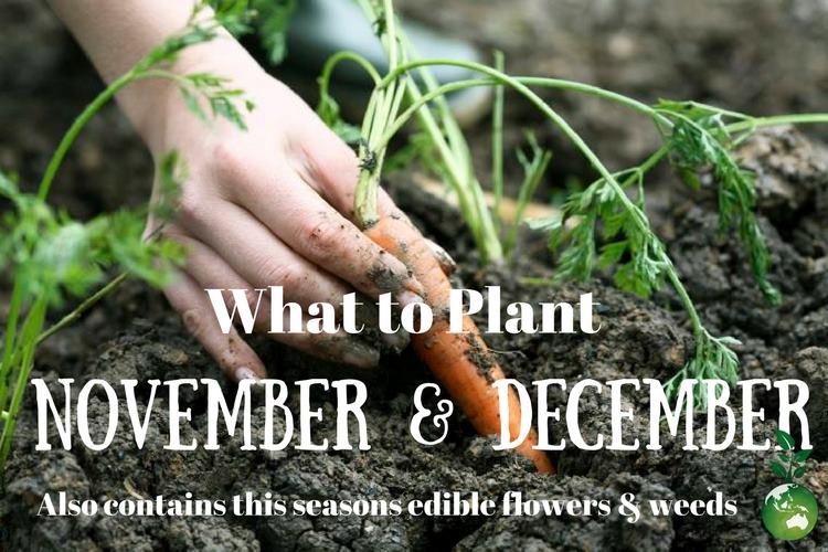 November & December planting list and this seasons edible weeds