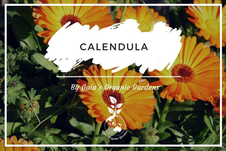 Calendula