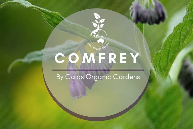 Uses of Comfrey