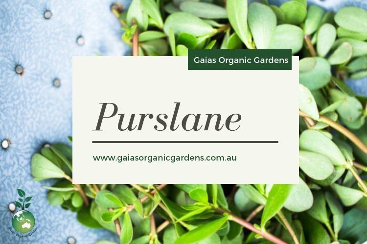 Purslane