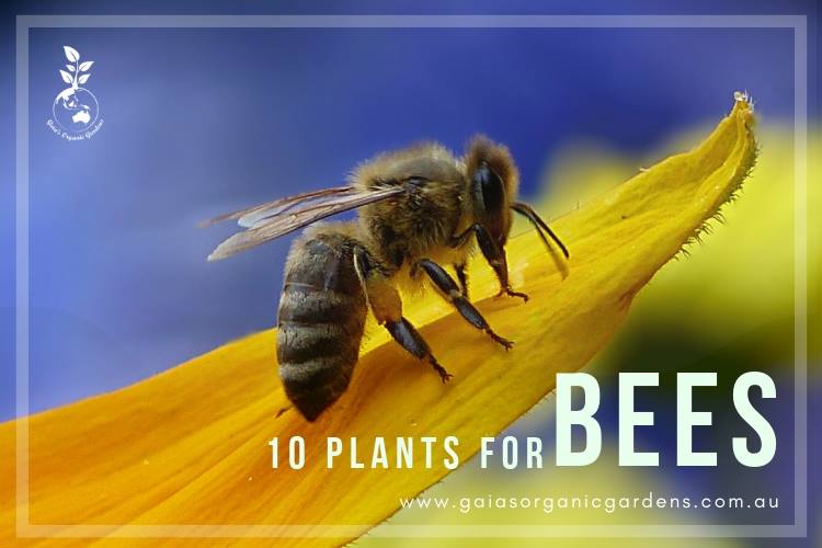 10 Plants for Bees