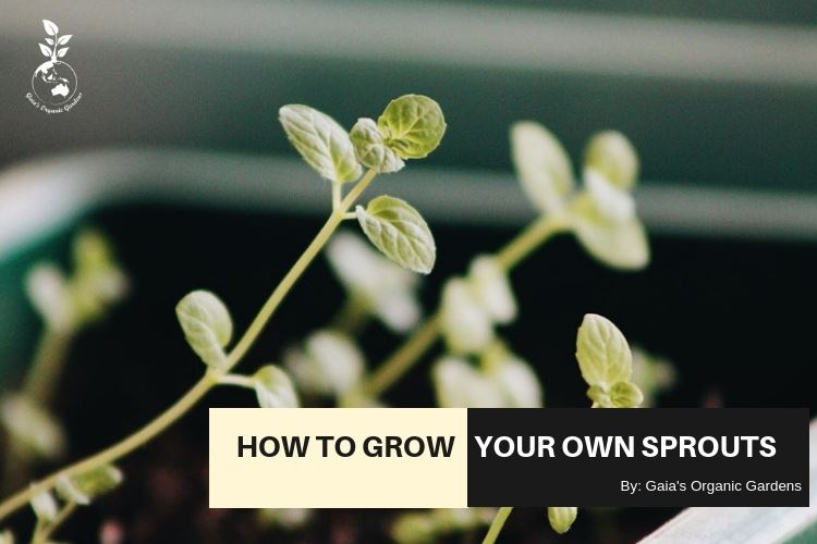 How to grow your own sprouts