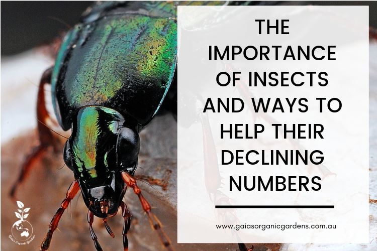 The Importance of Insects and Ways to Help their Declining Numbers