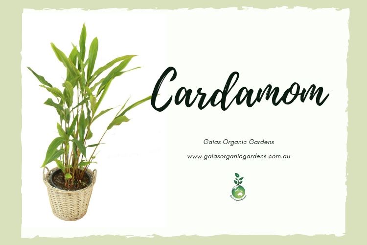 Cardamom