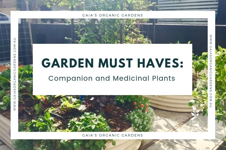 Must have herbs for every garden
