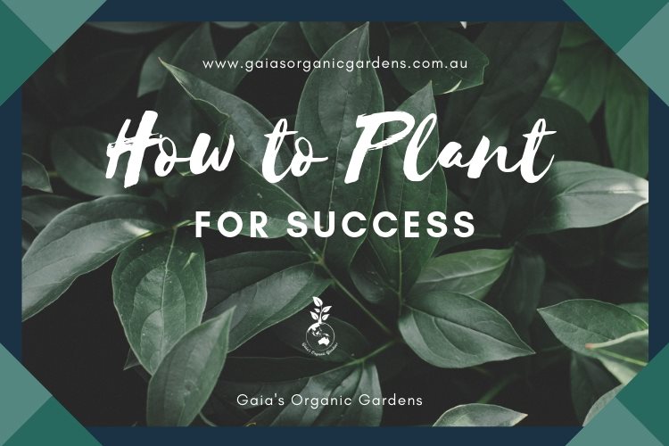 How to Plant For Success