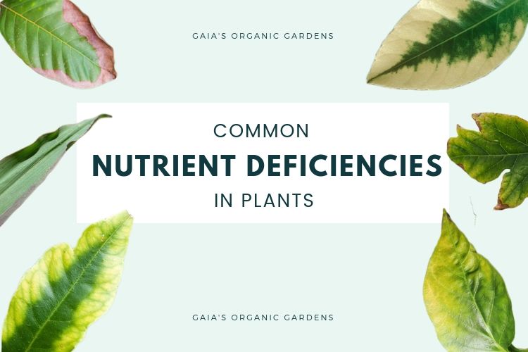Common Nutrient Deficiencies in Plants