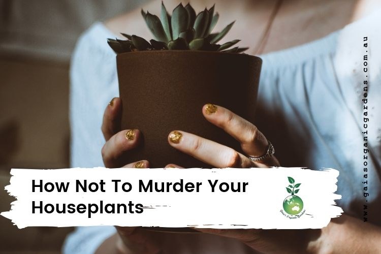 How Not To Murder Your Houseplants