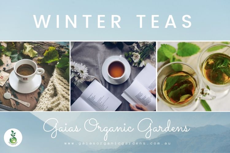 Winter Teas