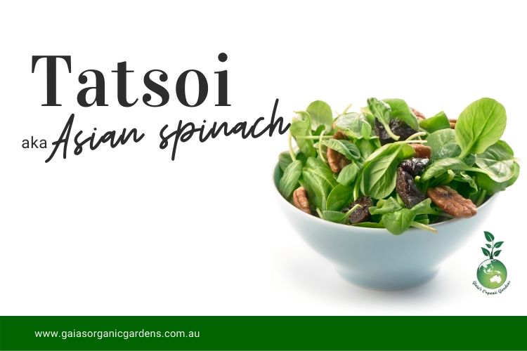 Tatsoi (Asian Spinach)