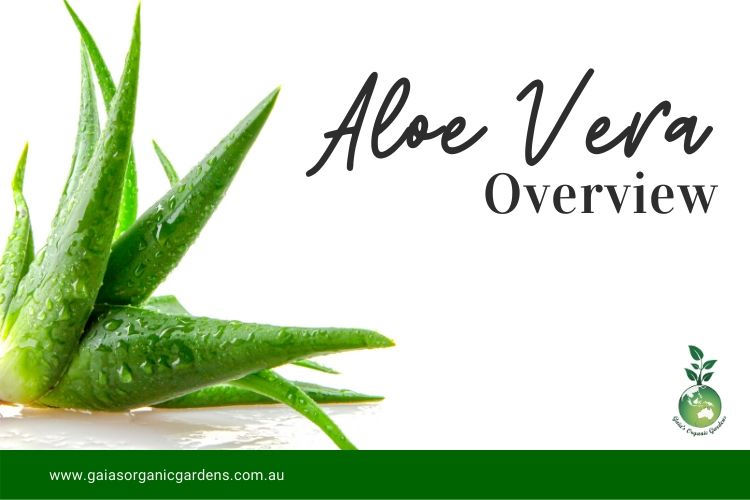 Aloe Vera – Overview