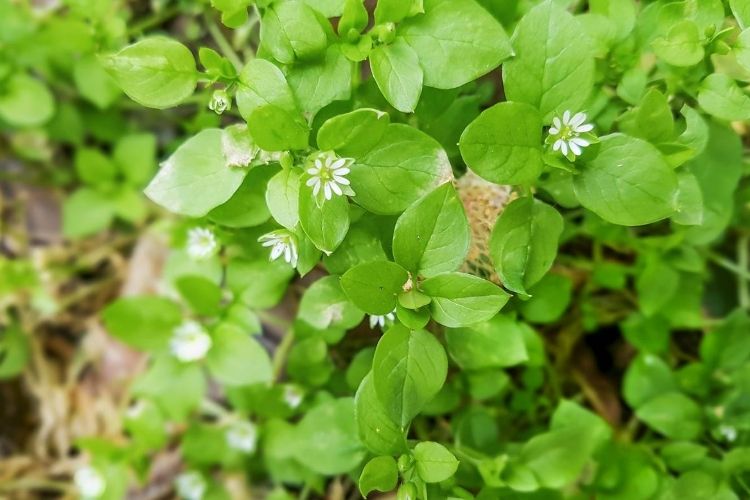 Chickweed (Stelaria Media)