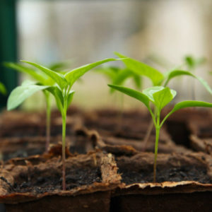 FREE Download : Companion Planting Guide