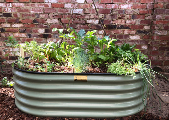 Vegetable Garden