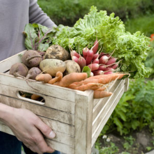 FREE Download : Harvesting Guide