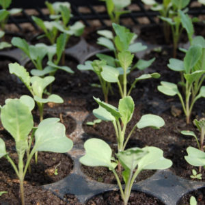 FREE Download : Vegetable Planting Guide