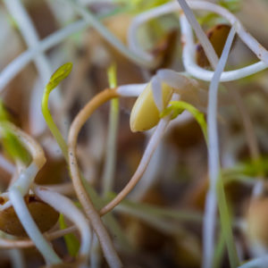 FREE Download : Sprout Growing Guide