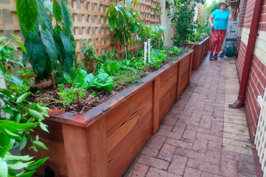 wicking bed perth