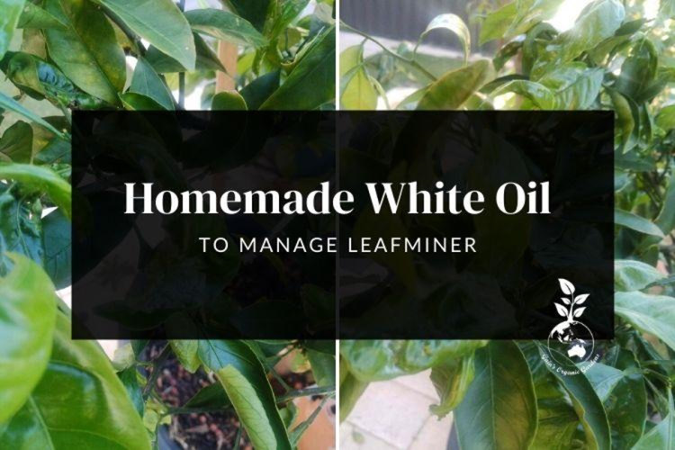 Homemade White Oil to Manage Leafminer