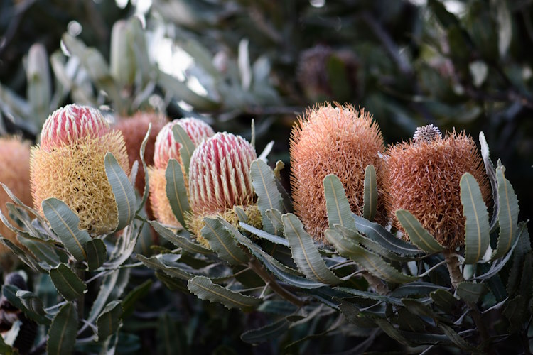50 Native Plants you need to grow in Perth