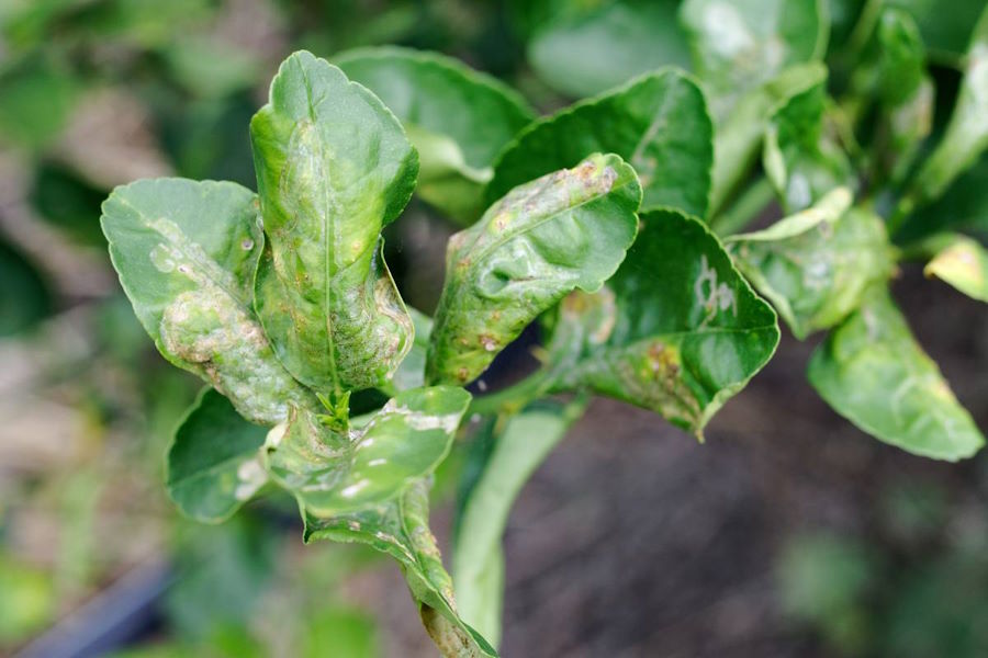 Citrus leaf miner