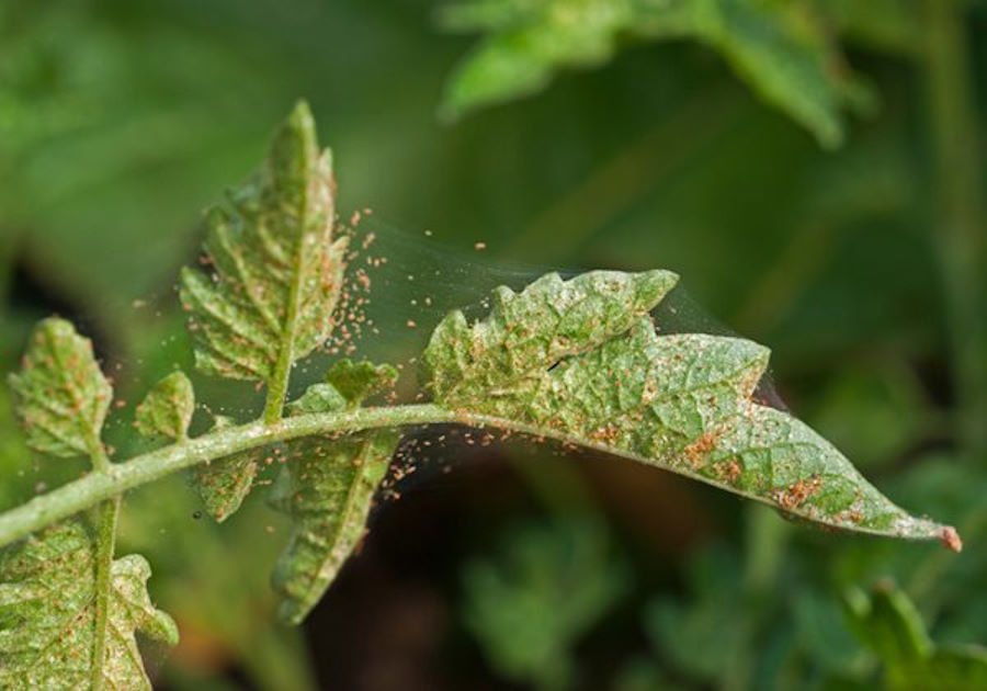 spider-mite-