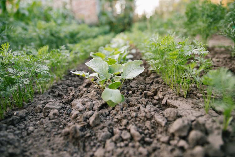 Embracing the Bounty of Organic Gardening in South Western Australia: A Horticulturist’s Perspective