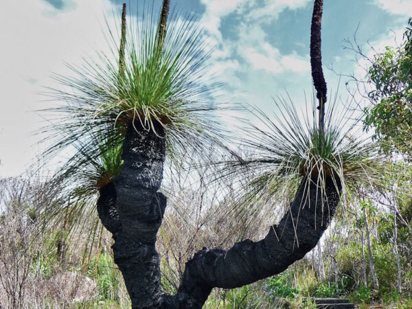 FREE Download : Grasstree Aftercare