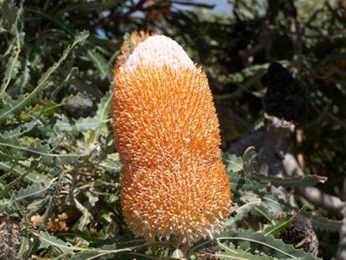 Banksia