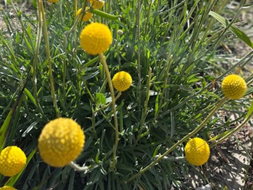 Billy Buttons