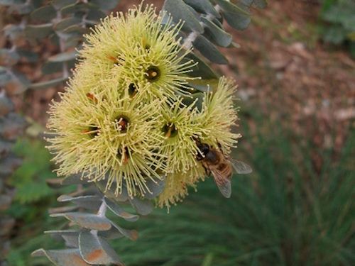 Eucalyptus Cruisiana