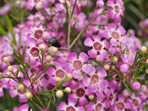 Geraldton Wax